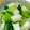 はるむママ♪'s cooksnap of when they made イカと青梗菜のあっさり炒め.