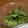 EnjoySun's cooksnap of when they made 小松菜としらすの辛子あえ.