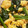 Cocoakko13's cooksnap of when they made 簡単【ほうれん草と炒り卵のお浸し風】.