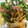 左官屋の奥さんです's cooksnap of when they made 菜の花とベーコンのバター炒め.