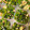 クックNMZI0F☆'s cooksnap of when they made 【離乳食中期以降】絹さやの卵とじ.