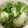クック5NOFPV☆'s cooksnap of when they made 山東菜の漬物.