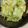 y−mama22's cooksnap of when they made ジッパー袋で(^^) 簡単白菜漬け.