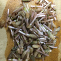 カントリンブンブン's cooksnap of when they made つくしの卵とじ.