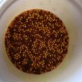 あんこだよ。's cooksnap of when they made プチプチ自家製マスタード♪.