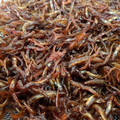 ちかぶぅ's cooksnap of when they made 簡単！コツで失敗無し＊いかなごのくぎ煮.
