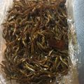 くむい's cooksnap of when they made いかなごのくぎ煮.