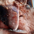 dyaiko's cooksnap of when they made ズボラママの簡単基本のブリの煮付け☆.