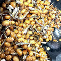 motomi♡'s cooksnap of when they made 大豆といりこの揚げ煮＠つくば市学校給食.