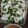 ぷくりる's cooksnap of when they made 簡単すぎるタレで手軽に！よだれ鶏.