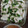 ぷくりる's cooksnap of when they made 簡単すぎるタレで手軽に！よだれ鶏.