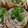 サブシェフもーや's cooksnap of when they made おいなりさん！？中はお蕎麦★そばいなり.