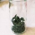 nana_tenjo's cooksnap of when they made バジルの保存(ドライバジル).
