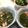 明日の風☆'s cooksnap of when they made アカモクの酢の物.
