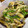 ネギがお好き's cooksnap of when they made ナスとピーマンのオイスター炒め.