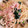 よっちゃん835's cooksnap of when they made 牡蠣とほうれん草のクリームパスタ.