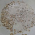 ちくわ親方's cooksnap of when they made レンジで簡単！ミルク粥（オートミール）.