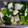 クック00Q0QZ☆'s cooksnap of when they made ネギの漬物.