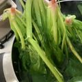 南風♡'s cooksnap of when they made 多量のホウレンソウの茹で方.