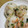 ねこのおかあさん☆'s cooksnap of when they made まちゃおにぎり　★ネギ鮭編★.
