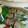 M130018's cooksnap of when they made あと一品！豚バラのネギ巻き♫.
