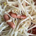 レーナmama's cooksnap of when they made 朝食やお弁当に♪ポークビッツともやし炒め.