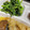 mcapちゅん's cooksnap of when they made あすっこのからし和え.