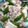 クック89LA6X☆'s cooksnap of when they made カブと絹さやのとろとろあんかけそばろ煮.