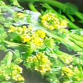 り～たん。's cooksnap of when they made 差が出る！菜の花の下処理＠50℃洗い.