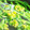 り～たん。's cooksnap of when they made 差が出る！菜の花の下処理＠50℃洗い.
