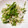 びぃころ's cooksnap of when they made 簡単すぎ⁈水菜と新タマネギの和サラダ.