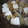 M3doors111's cooksnap of when they made 初めてのすき焼き.