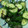 seicop2's cooksnap of when they made 簡単！きゅうりの塩昆布ゆかり！うまっ！.