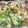 GReeeeNくま's cooksnap of when they made ふきのとうと舞茸の天ぷら.