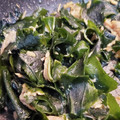 はる7's cooksnap of when they made ワカメとツナの炒め物.