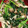 クックR71JS2☆'s cooksnap of when they made 白だしで簡単！ほうれん草のおひたし.