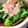 pyonpoco's cooksnap of when they made お出汁でいただく菜の花のおひたし。.