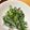 Malonie123's cooksnap of when they made なばなのマヨネーズ合え.
