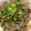 かずくん☆'s cooksnap of when they made 納豆おろしそば.