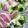 ひっこ's cooksnap of when they made 夏！和え物や飾りにきゅうりde薔薇風お花.