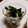 チコリママ's cooksnap of when they made のらぼう菜のシーチキンマヨ和え.