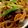 MULA's cooksnap of when they made エリンギしめじ入り、両面焼きそば.