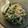 R2016's cooksnap of when they made 簡単♪春菊の胡麻和えおひたし.