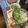 大阪のちゃーちゃん's cooksnap of when they made お値打ち牛肉と水菜の煮物.