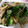 maruru-nn's cooksnap of when they made まいたけのオイマヨ炒め.