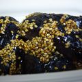 ぽぴぽぴ's cooksnap of when they made ごまなすび。.