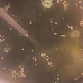 cこくまろ's cooksnap of when they made 5分で【白ねぎとわかめのスープ】　.