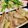 ルぴあ's cooksnap of when they made 豚トロの素揚げ.