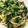 huu_ka's cooksnap of when they made ツナとほうれん草の和風パスタ.
