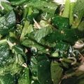 ☆めぐめぐ♪☆'s cooksnap of when they made 生で美味しい！小松菜とじゃこのサラダ.